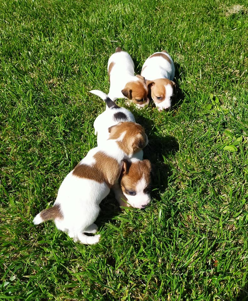 Cuccioli in vendita