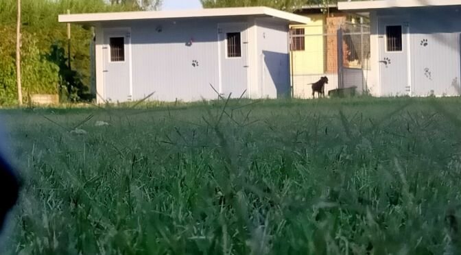 Area verde cani